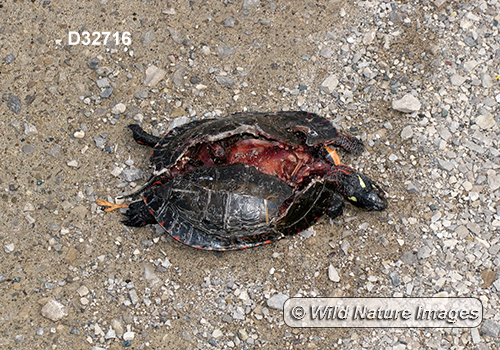 Painted Turtle (Chrysemys picta)